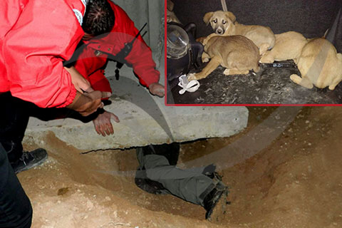 İnşaat boşluğuna düşen köpekleri AKUT kurtardı
