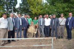 Çal’da hayvancılık gelişiyor