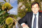 İnat etti, Çal’da kestane yetiştirdi