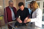 Çivril’de köpekler aşılanıyor