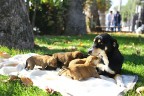 Sokak köpeği Şanslı yavrularını bırakmadı