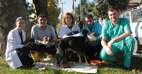 denizli-sokak-kopegi-bairsak-tumor-temizlendi-ic