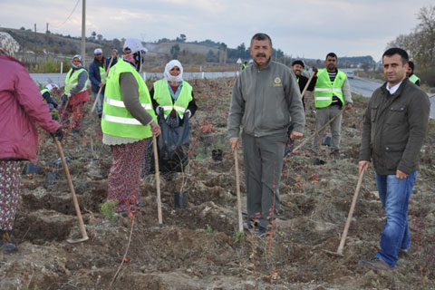 Buldan’ın yolları yeşille donatılacak