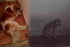 Sokak köpekleri belediye ile hayvanseverleri karşı karşıya getirdi