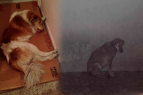 Sokak köpekleri belediye ile hayvanseverleri karşı karşıya getirdi