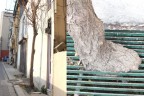 Bu ağaca mazgal da engel olamamış
