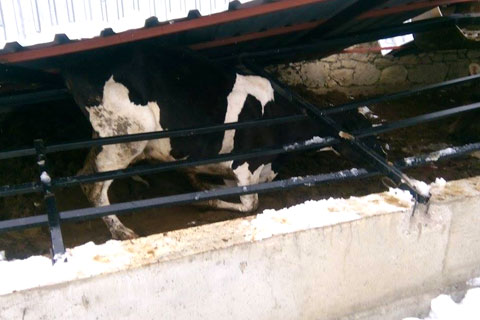 Çameli’de çatı hayvanların üzerine çöktü