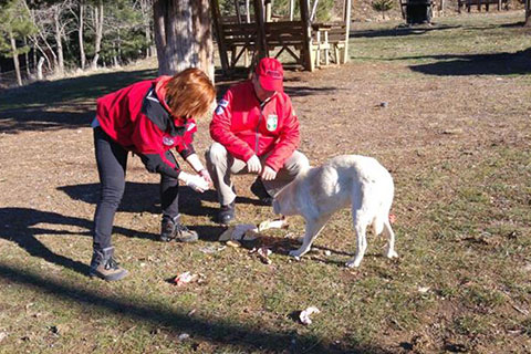 AKUT üyeleri Milli Park’a bırakılan köpekleri besledi
