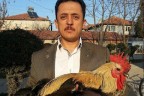 Denizli horozu dövüştürene af yok