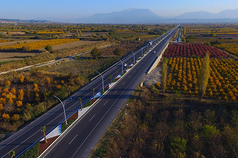 Pamukkale yoluna palmiye ağaçları
