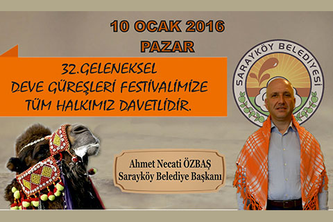 Sarayköy’de deve güreşi hazırlıkları tamamlandı