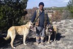Çobanların güvencesi kangal köpekleri