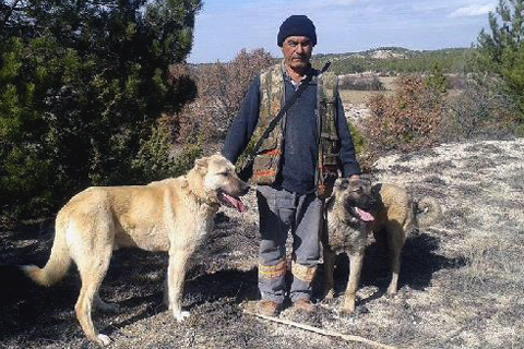 Çobanların güvencesi kangal köpekleri