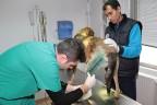 Sokak köpeğine doku nakli