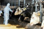Hastalık tehlikesi geçti karantina kalktı