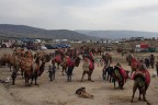 Tülüler hastane için güreşti