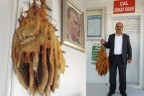 Ağaç dallarına petek yapan arılar soğuğa dayanamadı