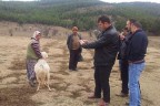 Koyunculuğun haritası çıkarılacak
