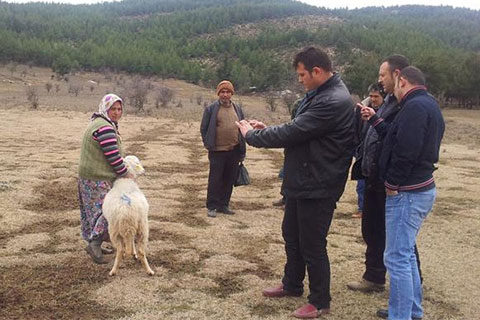 Koyunculuğun haritası çıkarılacak