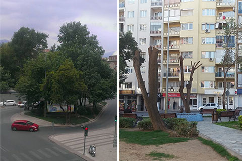 Bakım adı altında ağaçları doğradılar