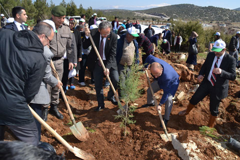 Beyağaç ve Tavas’ta ağaçlandırma atağı