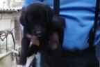 İtfaiyeden yavru köpek kurtarma operasyonu