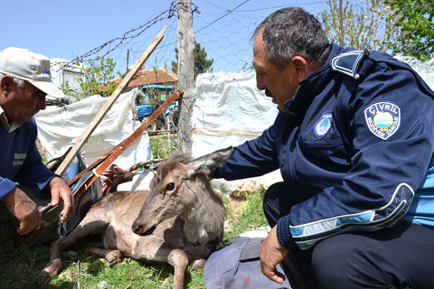 Yaralı geyiği mahalleli kurtardı