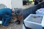 Acıpayam’da kuduz tehlikesi ortadan kaldırıldı