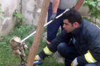Bahçe teline takılan kediyi itfaiye kurtardı
