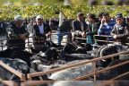 Acıpayam Hayvan Pazarı kapatıldı