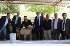 Acıpayam’da koç dağıtıldı