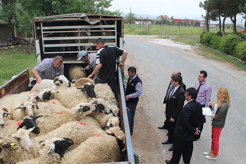 Bekilli’de koyun dağıtımı