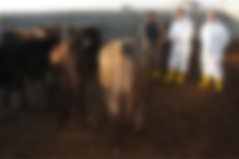 Çal’da şap alarmı