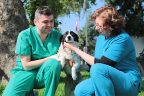 Sokak köpeğine meme kanseri operasyonu