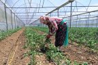 Seracılığa ilgi artıyor