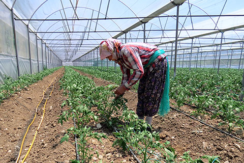 Seracılığa ilgi artıyor