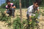 Onlar organik ürünlerini kendileri üretiyor