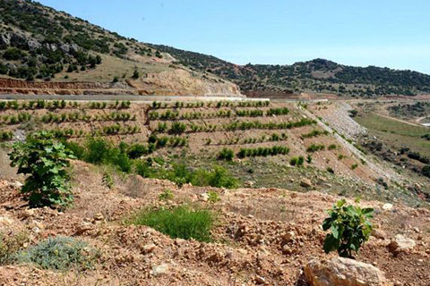 Buldan’da 22.960 fidan toprakla buluştu
