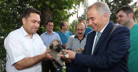 denizli-buyuksehir-sokak-hayvanlari-ic-1