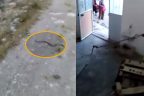 Güney’de yılan operasyonu