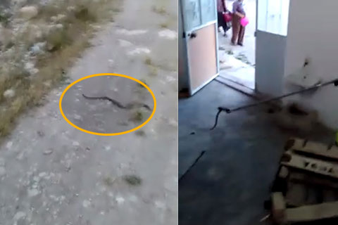Güney’de yılan operasyonu