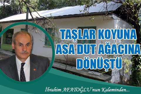 denizli-ibrahim-afatoglu-taslar-koyuna-asa-dut-agacina-donustu-h