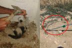 İtfaiyeden kedi ve yılan operasyonu