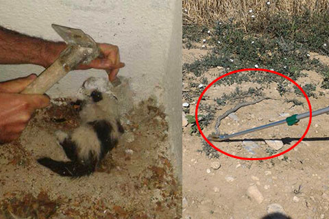 İtfaiyeden kedi ve yılan operasyonu