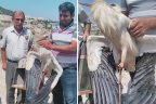 Bacağından yaralı olarak bulundu
