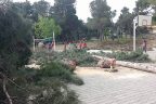 Serinhisar’da tepki çeken ağaç kesimi