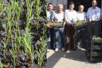 İki yılda 104 bin lavanta fidesi