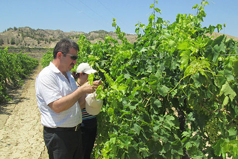 Tarım ekipleri üzüm bağlarını inceledi