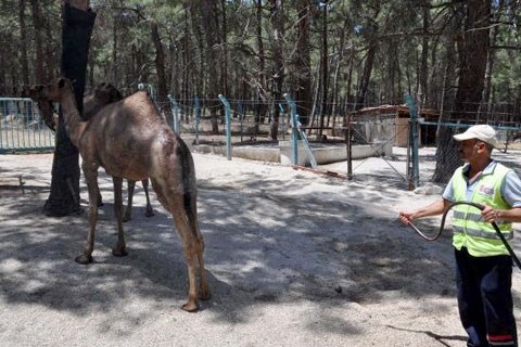 Çöl sıcakları hayvanları da vurdu