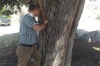 Ağaçlar kesilmeden yaşı tespit edilecek
